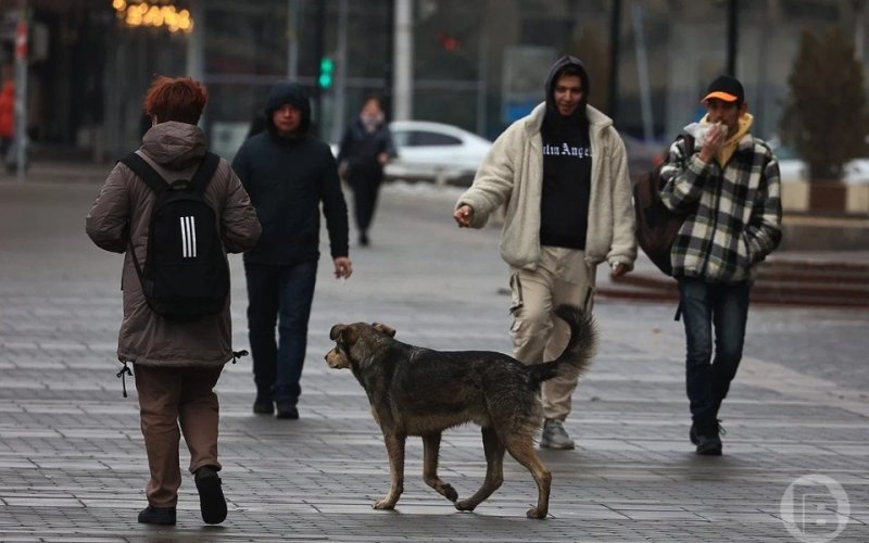 ВОЛГОГРАД. В Волгограде заморенная голодом собака питалась окурками