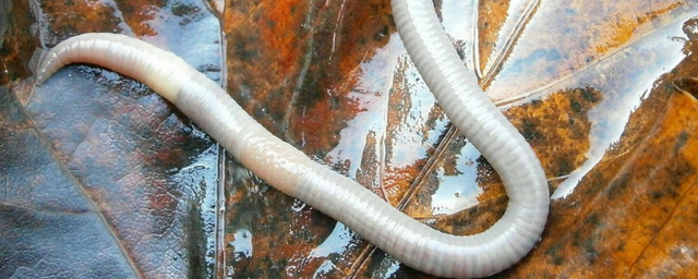 Выяснилось: дождевые черви могут питаться биоразлагаемым пластиком