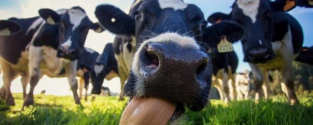 Коровам наденут маски, чтобы на 14,5 % сократить выбросы метана в воздух