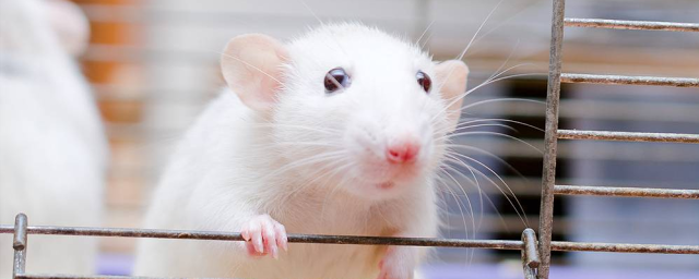 Препарат для лечения ВИЧ помог улучшить память мышей
