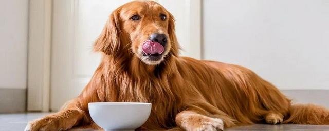Ветеринары предположили, что здоровье собаки может быть связано с частотой её кормления
