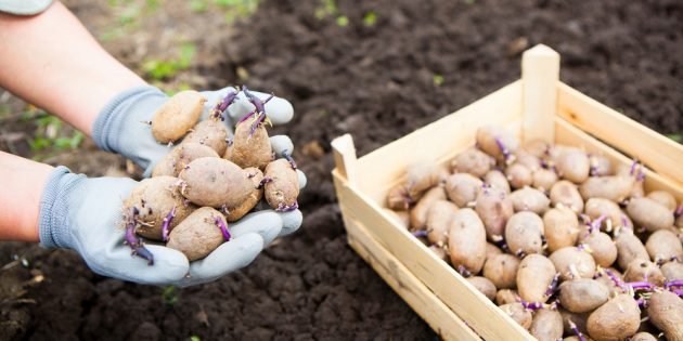 Как правильно посадить картошку и собрать большой урожай
