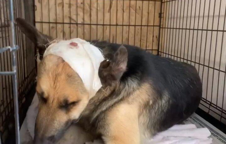 КРАСНОДАР. Пес, избитый жителем Адыгеи, находится в тяжелом состоянии ВИДЕО