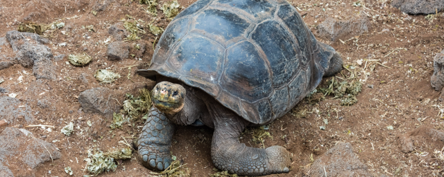 На Галапагосских островах нашли живую черепаху Фернанда, которую более 100 лет считали вымершей
