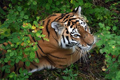 С5 по 8 июня в поддержку акции «Амурский тигр» на телебашнях в регионах РФ  включат тигровую подсветку.