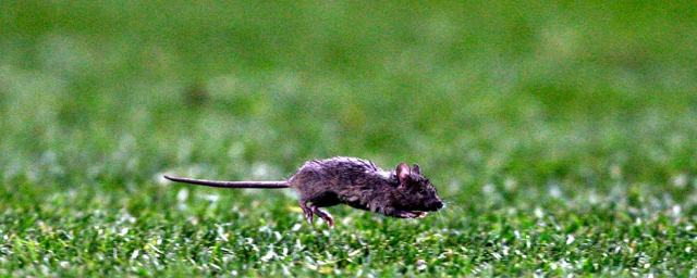 У мышей нашли генетическую мутацию, позволяющую выше прыгать и быстрее бегать