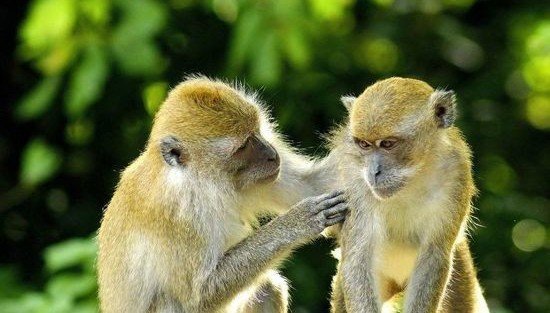 В Грузии подтвердили первый случай заражения оспой обезьян