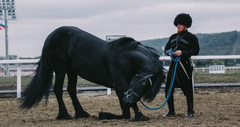 ЧЕЧНЯ. В ЧР вывели новую чеченскую породу лошадей