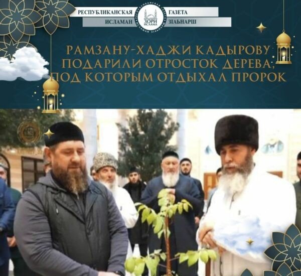 ЧЕЧНЯ. Рамзану Кадырову подарили отросток дерева, под которым отдыхал Пророк(да благословит его Аллах и приветствует)