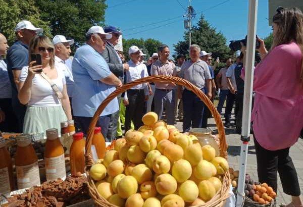 ДАГЕСТАН. На  Родопском бульваре  Махачкалы проходит фестиваль «Золотой абрикос»