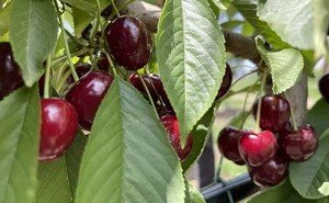 ИНГУШЕТИЯ. В черешневых садах Ингушетии начался сбор первого урожая ягод