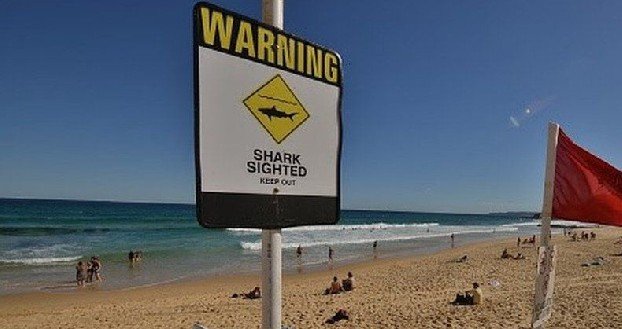 Названы пляжи Хургады, на которых туристам запрещено купаться из-за опасности новой атаки акулы