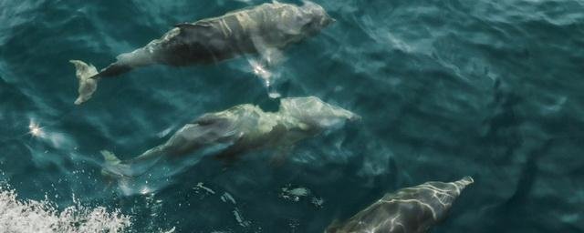 СЕВАСТОПОЛЬ. Установлена причина гибели дельфинов у берегов Севастополя
