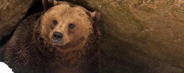 У медведей во время спячки в крови обнаружено особое вещество