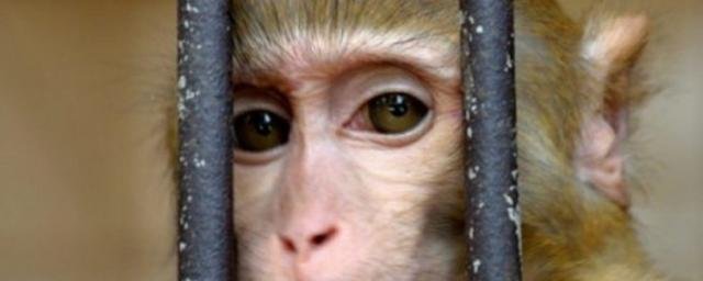 В Роспотребнадзоре рассказали о состоянии первого в России пациента с оспой обезьян