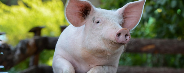 В США двум людям на системах жизнеобеспечения пересадили сердца свиней