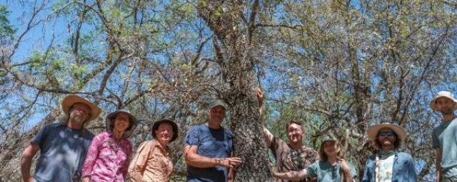 В Техасе обнаружен считавшийся вымершим красный дуб Quercus tardifolia