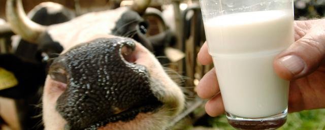 Жители Европы начали массово пить молоко около 9 тысяч лет назад