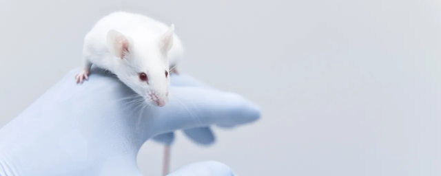 Звук может помочь мышам справиться с болью