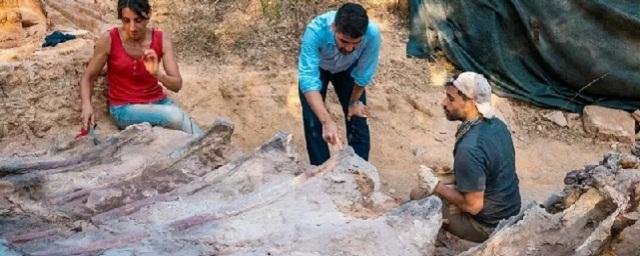 Археологи нашли в Португалии самый большой скелет динозавра в Европе