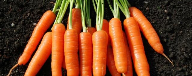 Диетолог Арзуманян развеяла миф об улучшении зрения с помощью моркови и черники