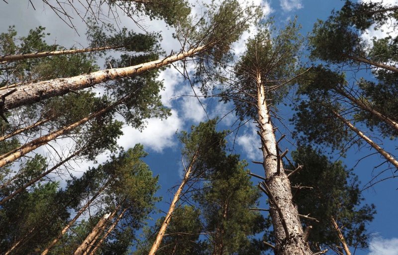 ИНГУШЕТИЯ. «Сохраним лес» — спасем природу