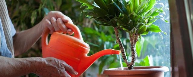 Эксперты мастерской Polygon Garden назвали главные ошибки в уходе за домашними растениями