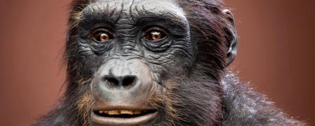 Палеонтологи из Африки и Франции установили, что древнейшие высшие приматы сахелантропы передвигались на двух ногах