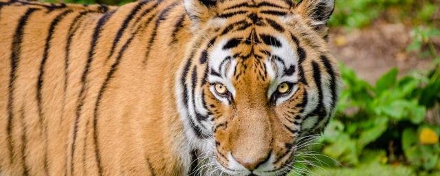 Палеонтологи из Китая нашли останки предка амурских тигров