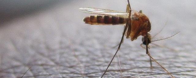 Ученые: комары чаще кусают любителей пива и людей с первой группой крови