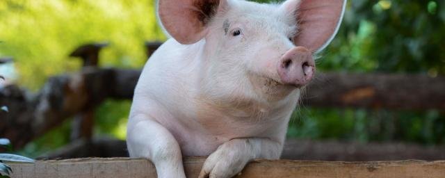 Ученые смогли возобновить работу органов свиней спустя час после смерти