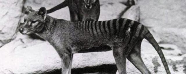 В Австралии ученые планируют возродить древнего сумчатого волка