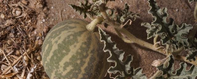 В Ливии обнаружили семена древних арбузов