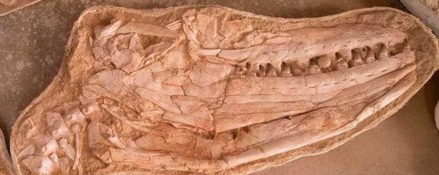 В Марокко палеонтологи обнаружили неизвестный вид морского ящера, жившего в меловом периоде