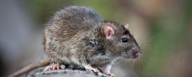 В России разработаны трёхмерные модели мышей и крыс для научных экспериментов