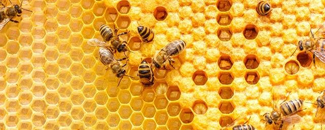 Американские ученые выяснили, что мед способствует заживлению ран
