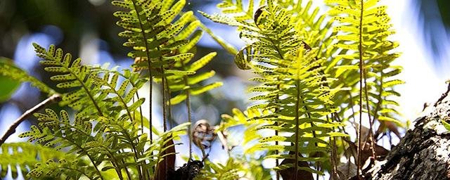 Nature Plants: папоротник Ceratopteris может «заимствовать» ДНК от живущих на нем бактерий