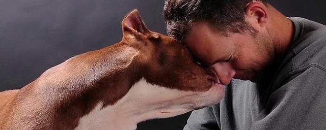PLOS: собаки способны определять стресс по поту и дыханию