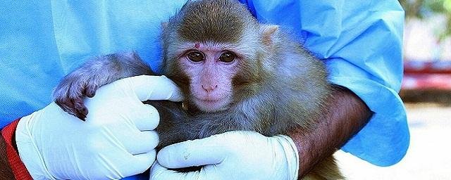 По данным ВОЗ, число заразившихся оспой обезьян в мире превысило 50 тысяч человек