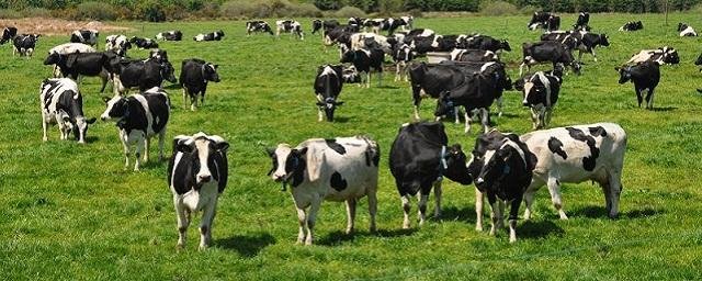 Российские ученые придумали, как создать стада коров с гиппоалергенным молоком