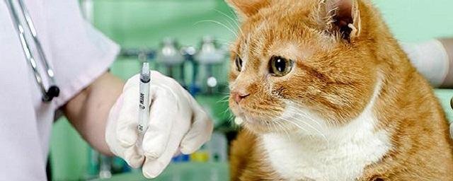 Российские ветеринары пожаловались на нехватку важных лекарств для животных