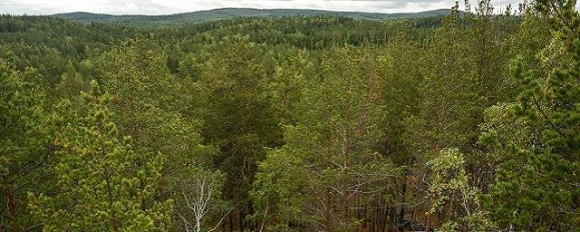 Состояние лесов в Свердловской области изучат с помощью беспилотников