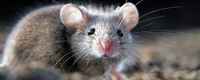 Ученые выяснили, что размер мышей с Анд зависит, на каком склоне горы они живут