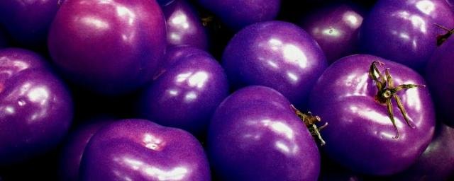 В США разрешили ввоз генно-модифицированных помидоров фиолетового цвета