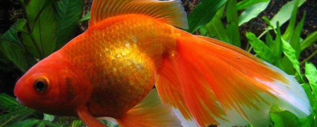 Биологи из Оксфордского университета установили, что у золотых рыбок отличная память на расстоянии