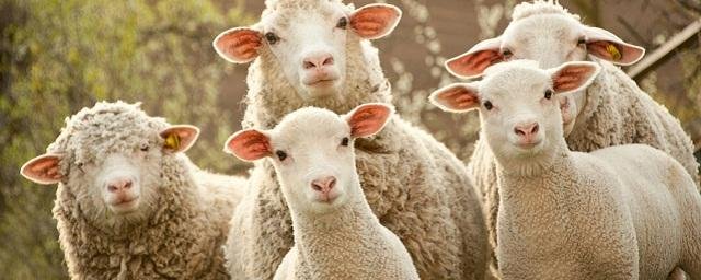 Британские и Американские ученые используют овец для поиска лекарства от болезни Баттена
