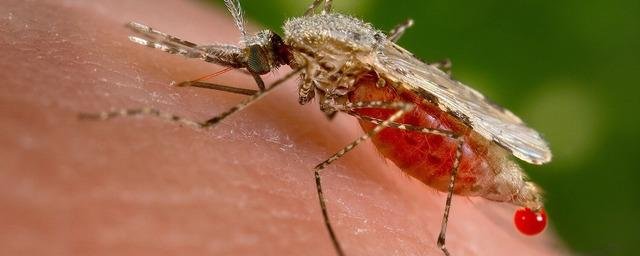 Генетики сократили срок жизни малярийного комара, изменив его ДНК
