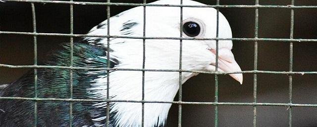 Китайские ученые научились управлять голубями дистанционно