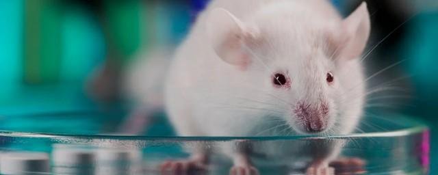 Клетки человеческого мозга за полгода способны интегрироваться в мозг крысы