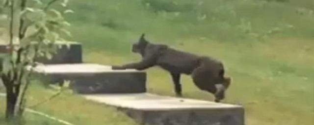 Редчайшая черная канадская рысь впервые попала на видео